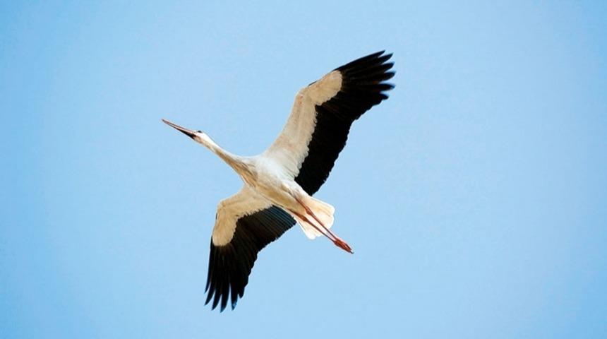 Leylekler &Uuml;st&uuml;m&uuml;zde!