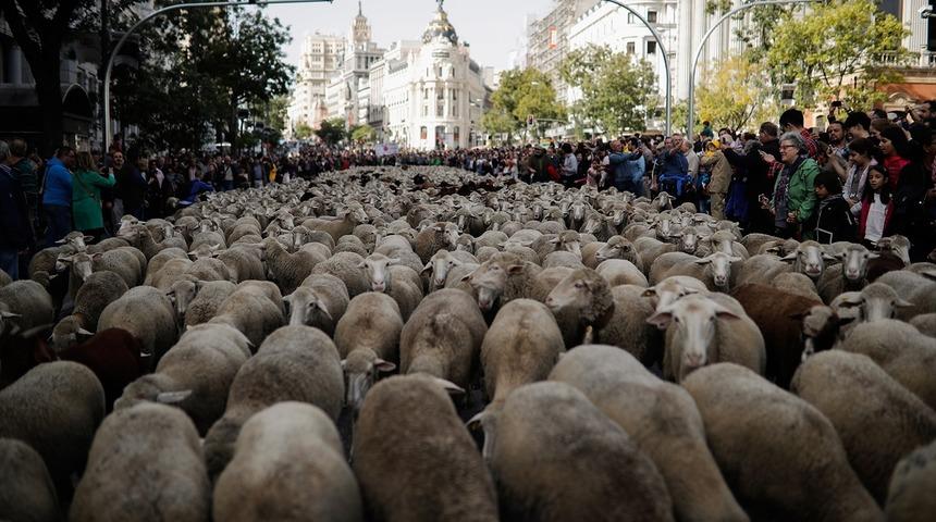 Koyunlar şehre indi