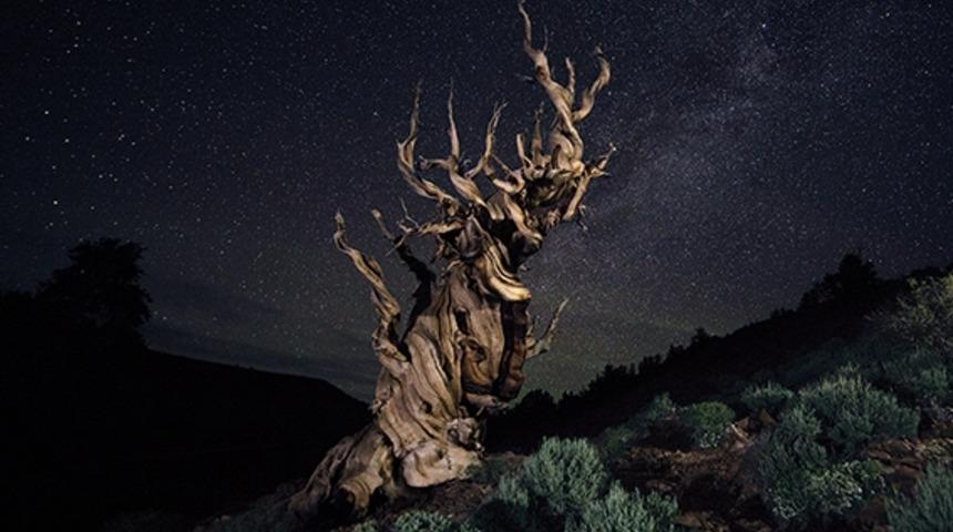 Ağa&ccedil;ların Rekabeti