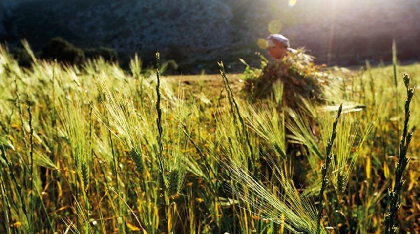 Anadolu&rsquo;nun Tohumları Tehlikede
