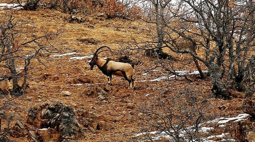 Dağ Ke&ccedil;ileri Ka&ccedil;ıyor!