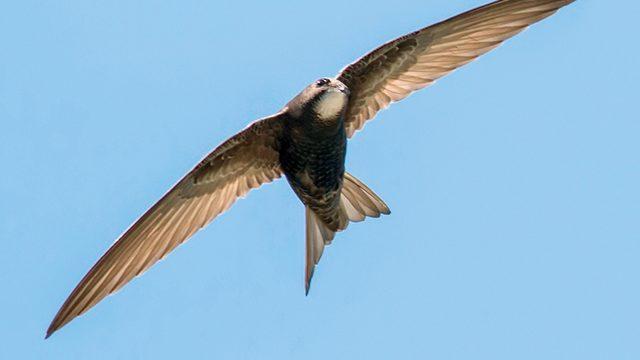 Ebabillerin Gizemi Çzüldü