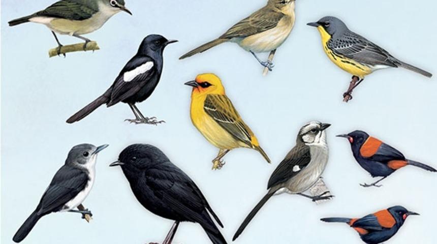 Kuşların Kurtuluş &Ouml;yk&uuml;leri