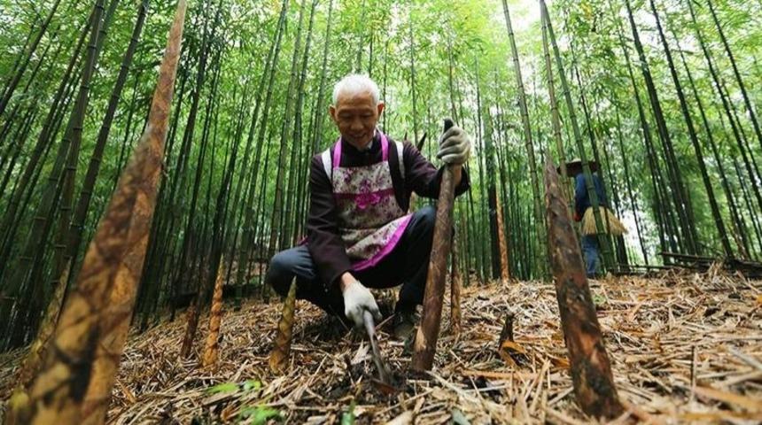 İşte dünyanın en hızlı büyüyen ağacı!