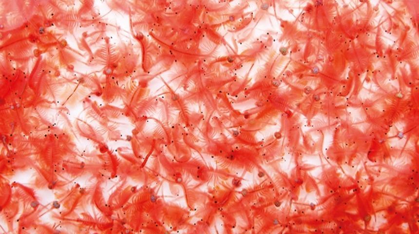 Kaps&uuml;lde On Bin Sene