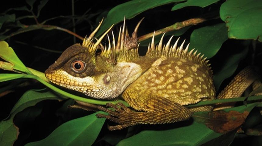 Y&uuml;zlerce Yeni T&uuml;r