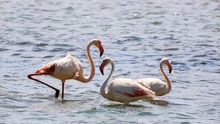Magma Çocuk Yürüyüşü