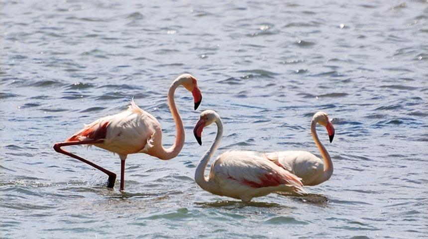 Magma Çocuk Yürüyüşü