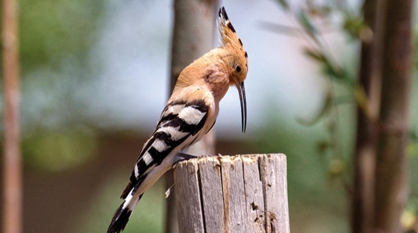 Kuş Atlası G&ouml;n&uuml;ll&uuml;lerini Arıyor!