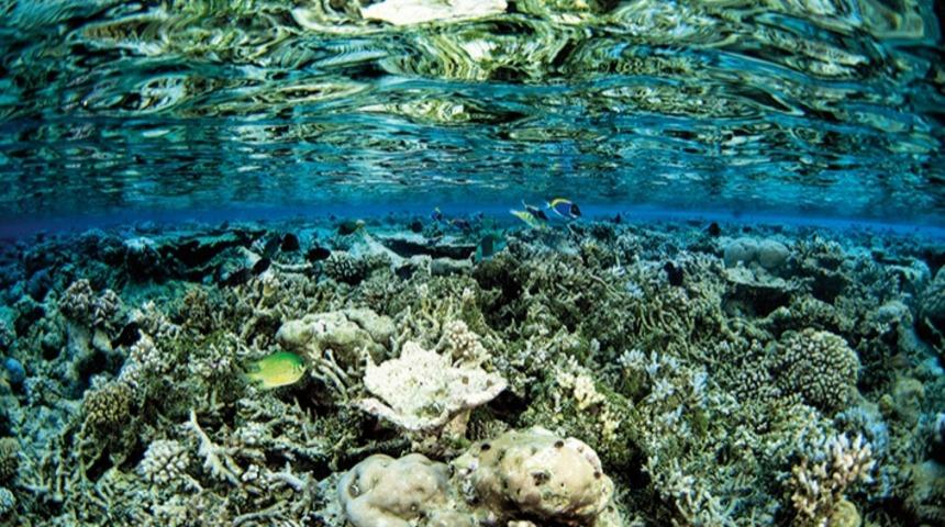 Su Isınır Mercan Ölür