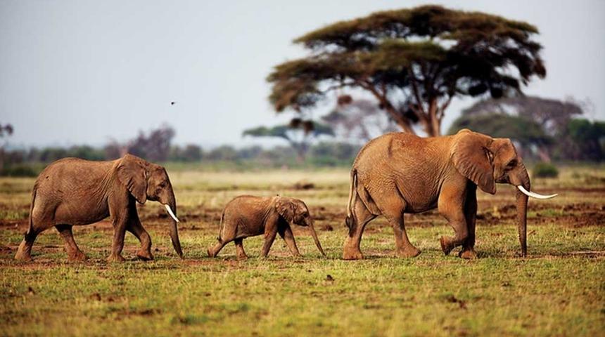 Yılda 20.000 Fil Dişleri İ&ccedil;in &Ouml;ld&uuml;r&uuml;l&uuml;yor