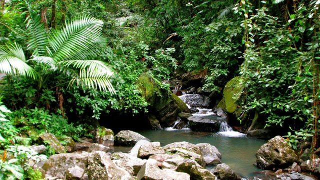 El Yunque Ulusal Parkı