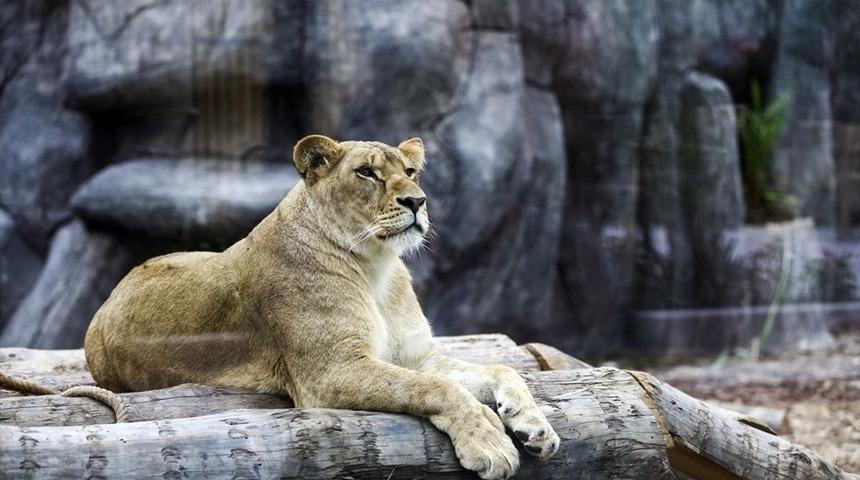 T&uuml;rkiye'nin ilk Aslan Parkı! G&uuml;nde 135 kilo et yiyorlar