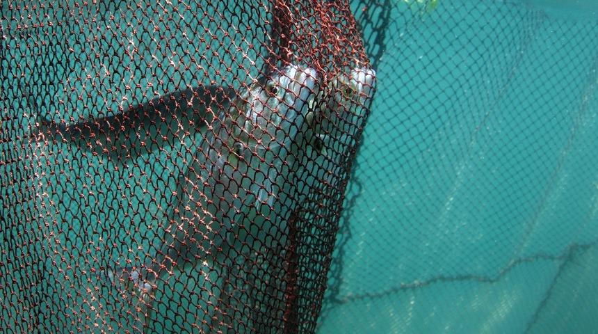 Bluefish: Marmara Lüferini De Mi Kaybediyor?