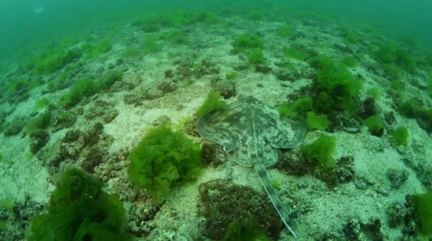 İstanbul'un Kayıp Adası: Vordonisi