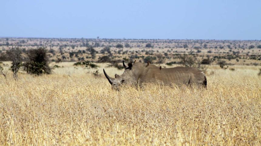 Kruger Ulusal Parkı