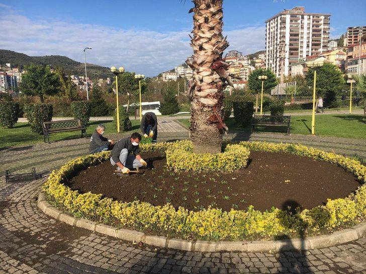 Kdz. Ereğli kış çiçeklerine kavuştu G1