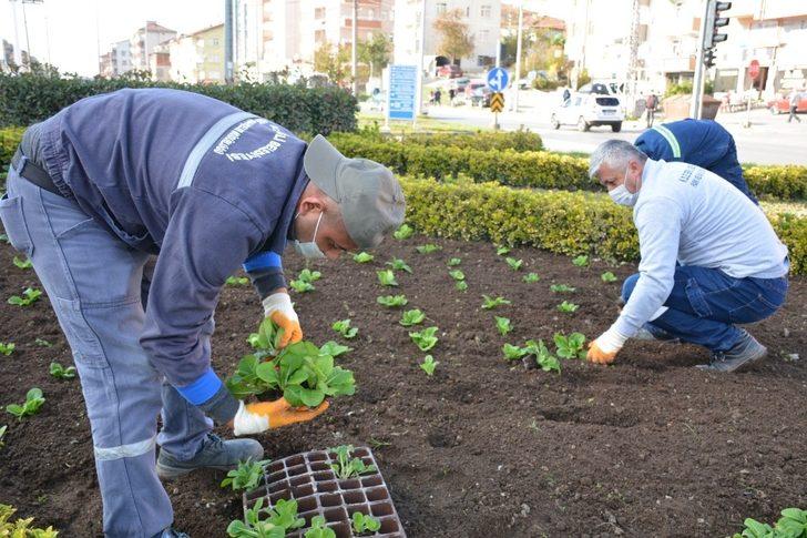 Kdz. Ereğli kış çiçeklerine kavuştu G3