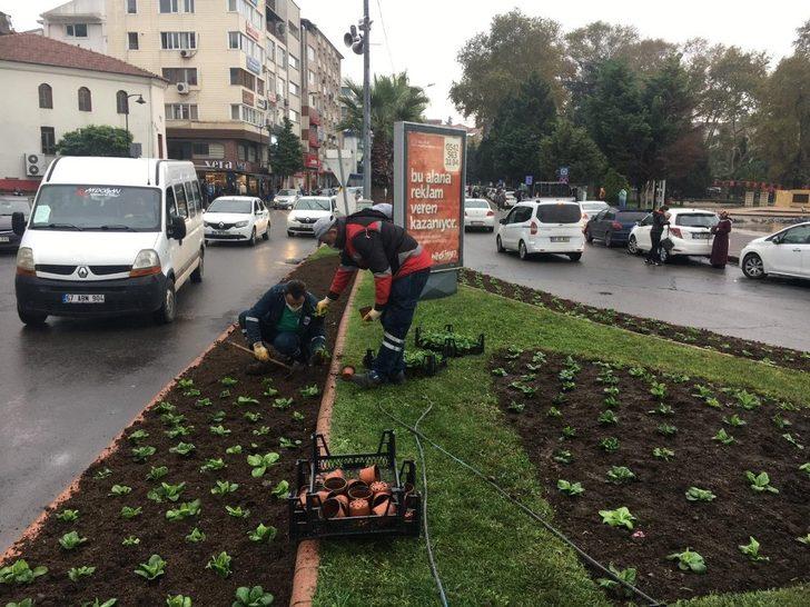 Kdz. Ereğli kış çiçeklerine kavuştu G4