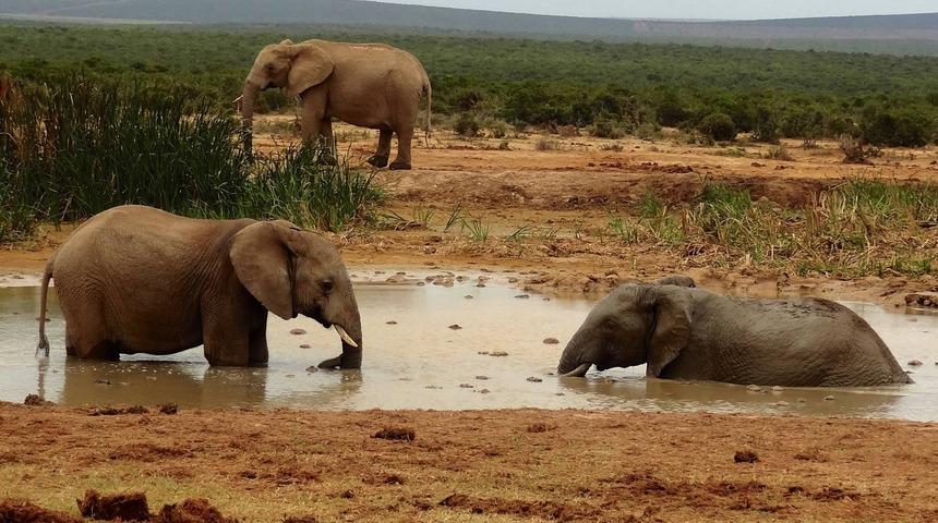 Addo Fil Milli Parkı