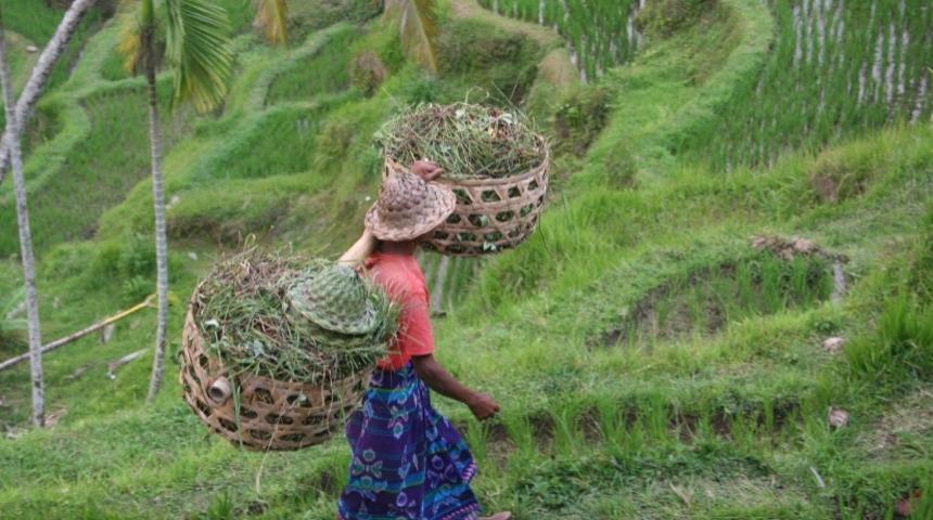  G&uuml;nde 1 Dolara Pirin&ccedil; Hasadı Yapan &Ccedil;ift&ccedil;iler