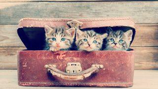 Evcil dostunuz eve varmadan önce mutlaka almanız gereken ürünler