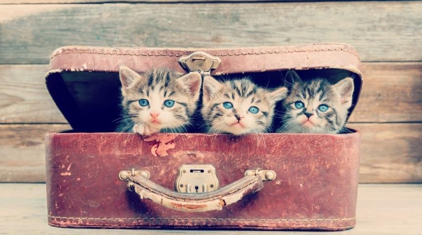 Sadece Kedi Bakarak Dünyayı Gezebilirsiniz