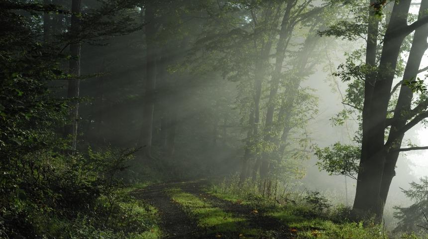 Masallardaki Orman Neyi Simgeliyor?