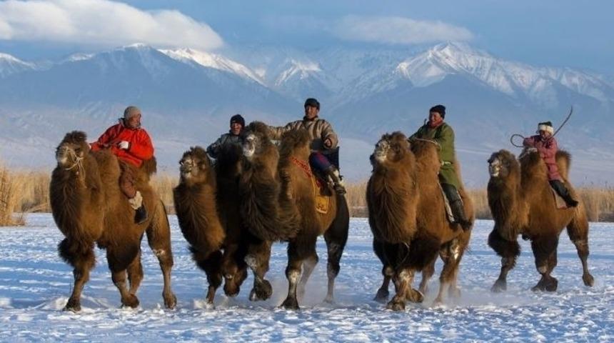 Moğolistan'da Deve Yarışı