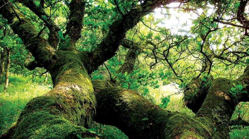 Ağaçlar Kaç Kilometre Rüzgarda Devriliyor?