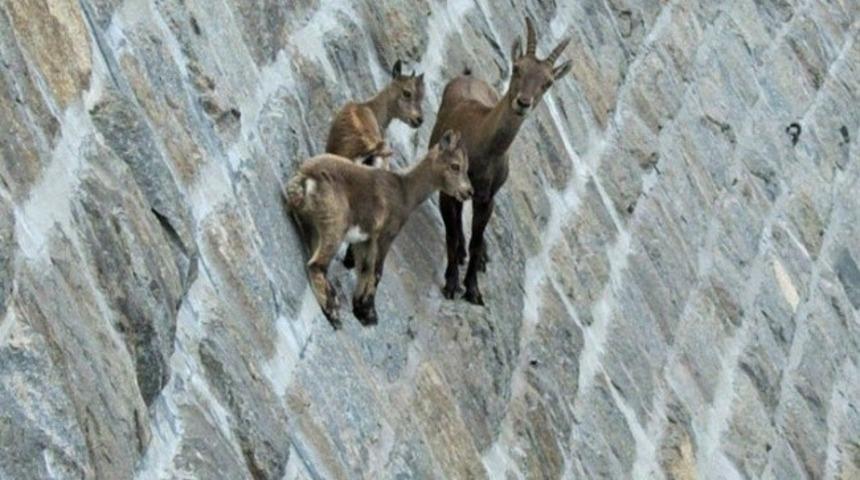 Çılgın Dağ Keçilerinin Çılgın Hayatları