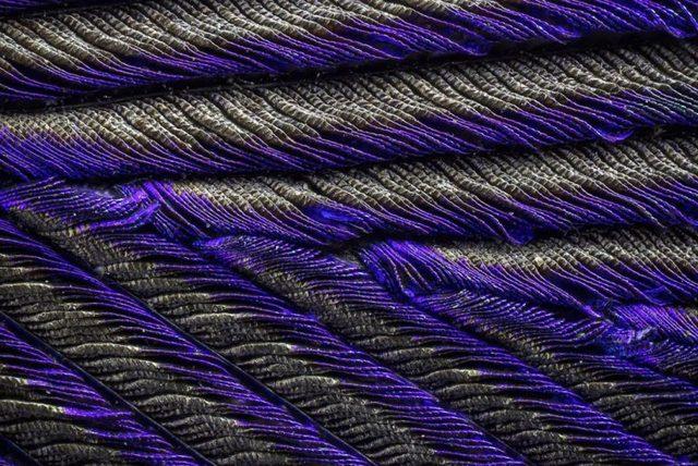 Tavuskuşu Tüylerinin Mikroskop Altındaki Olağanüstü Detayları 9