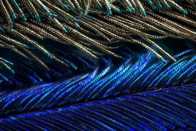 Tavuskuşu Tüylerinin Mikroskop Altındaki Olağanüstü Detayları 10