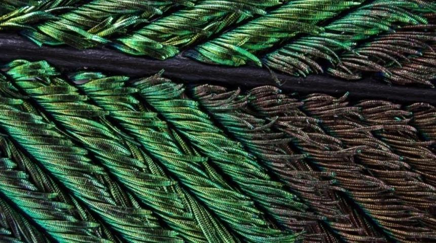 Tavuskuşu T&uuml;ylerinin Mikroskop Altındaki Olağan&uuml;st&uuml; Detayları