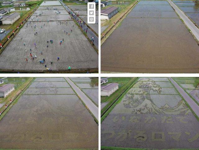 Bunlar Sıradan Pirinç Taralaları, Ama Hasat Zamanı Ne Olduklarına Bir Bakın 1