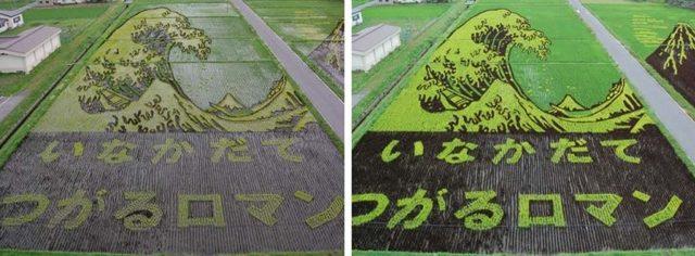 Bunlar Sıradan Pirinç Taralaları, Ama Hasat Zamanı Ne Olduklarına Bir Bakın 2