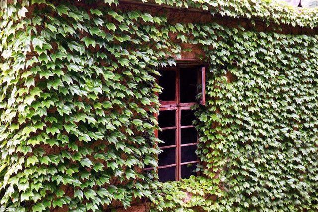 Doğa, Terk Edilmiş Bu köyü Terk Etmedi! 5