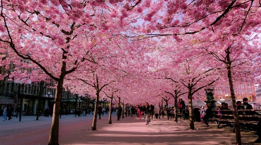 Baharda D&uuml;nyanın En G&uuml;zel 15 Ağa&ccedil;lı Yolu