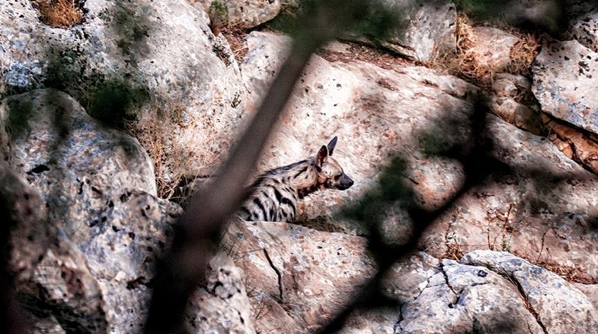 Sırtlanlar Yanıbaşımızda Yaşamaya Devam Ediyor