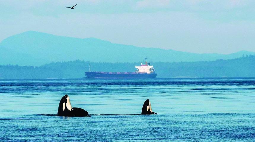 Gemi Sesleri Orka Balinalarının İletişimini Etkiliyor