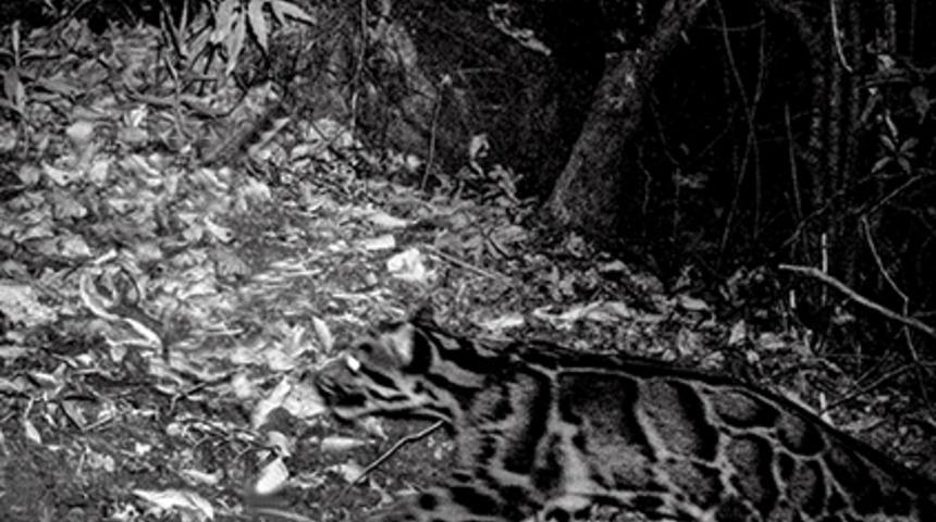 Kedileri İnsanlar Değil, Kediler Evcilleştirmiş