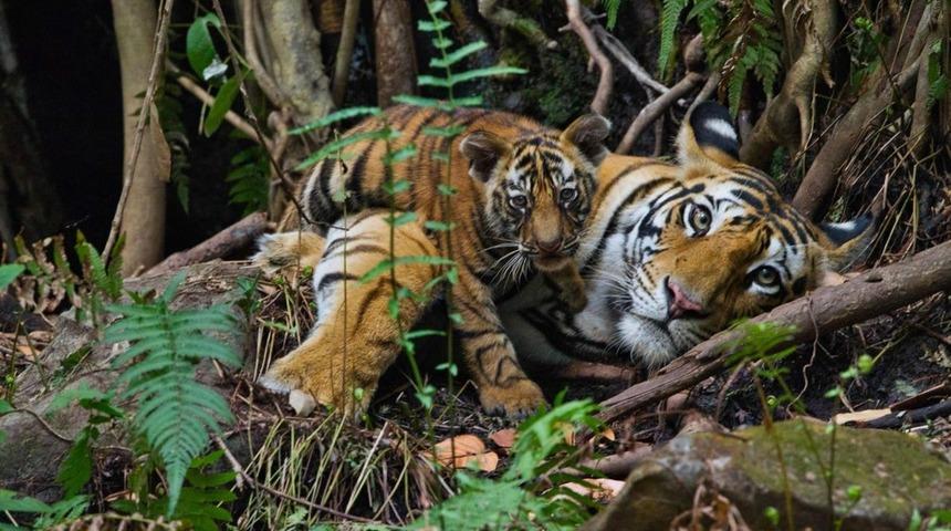 Dünyadaki Kaplan Sayısı Son Yüz Yıldır İlk Defa Arttı