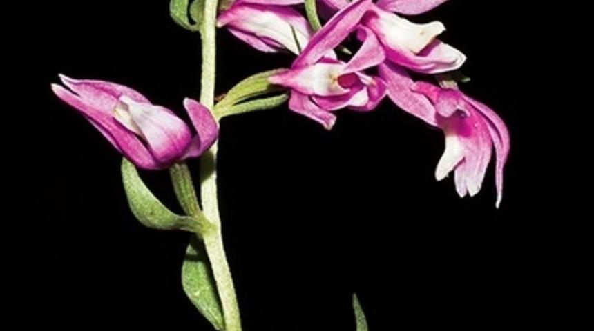 Salep Elde Etmek İ&ccedil;in Orkidelerin Soyunu T&uuml;ketiyoruz