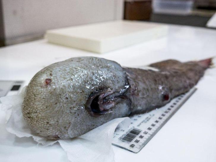 Derin mavinin tuhaf canlıları -  Yüzsüz balık 150 yıl sonra ortaya çıktı