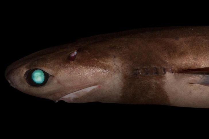Çerez Kesici Köpekbalığı - Bu küçük köpekbalığı su yüzeyinin 1000 m altında bulundu