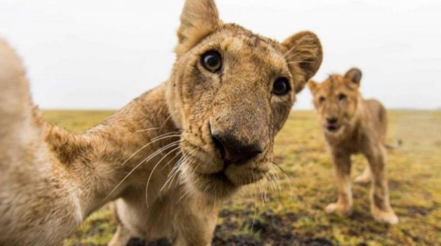 Afrika'da Safariye Çıktığınızda Görmeniz Muhtemel Kareler