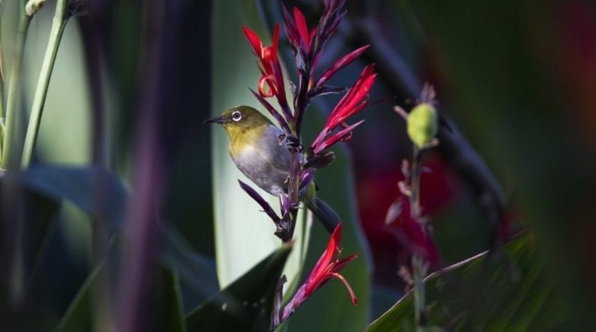 Cennetin 10 Canlısı