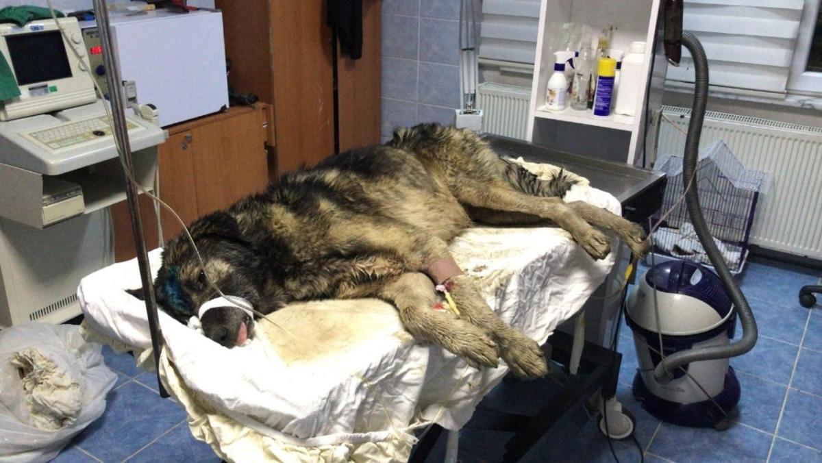 Su kuyusuna d&uuml;şen k&ouml;peği belediye ekipleri kurtardı