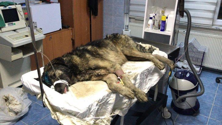 Su kuyusuna düşen köpeği belediye ekipleri kurtardı G1