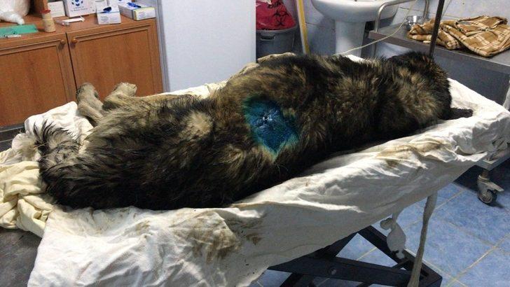 Su kuyusuna düşen köpeği belediye ekipleri kurtardı G2